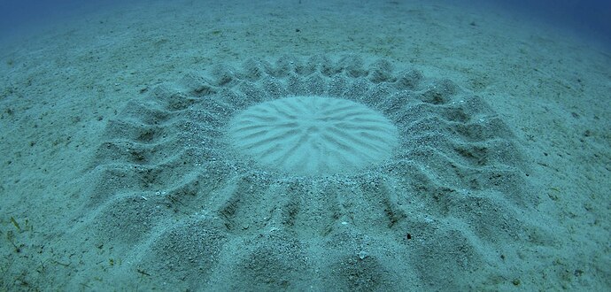 Image result for blowfish nest